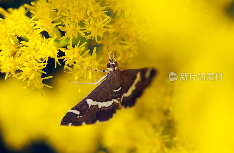 甜菜网蛾(Shiroobinomeiga, Spoladea recurvalis)蛾在明黄色黄花的背景下(户外，特写微距摄影)